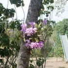 La imagen 1 de la Empresa CASA CAMPESTRE VACACIONAL MI REFUGIO Viajes y Vacaciones en Barquisimeto K