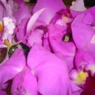 La imagen 7 de la Empresa MILAGROS FERNANDEZ  - MFDINERO Venezuela en Caracas M