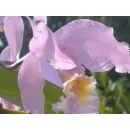 MILAGROS FERNANDEZ  - MFDINERO Venezuela en Caracas M